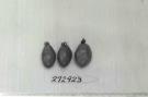 Click for 1 image(s) for this accession. FRUIT